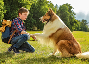 Lassie se vraća kući (2020)
